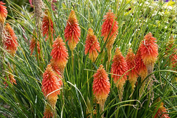 Kniphofia rouge